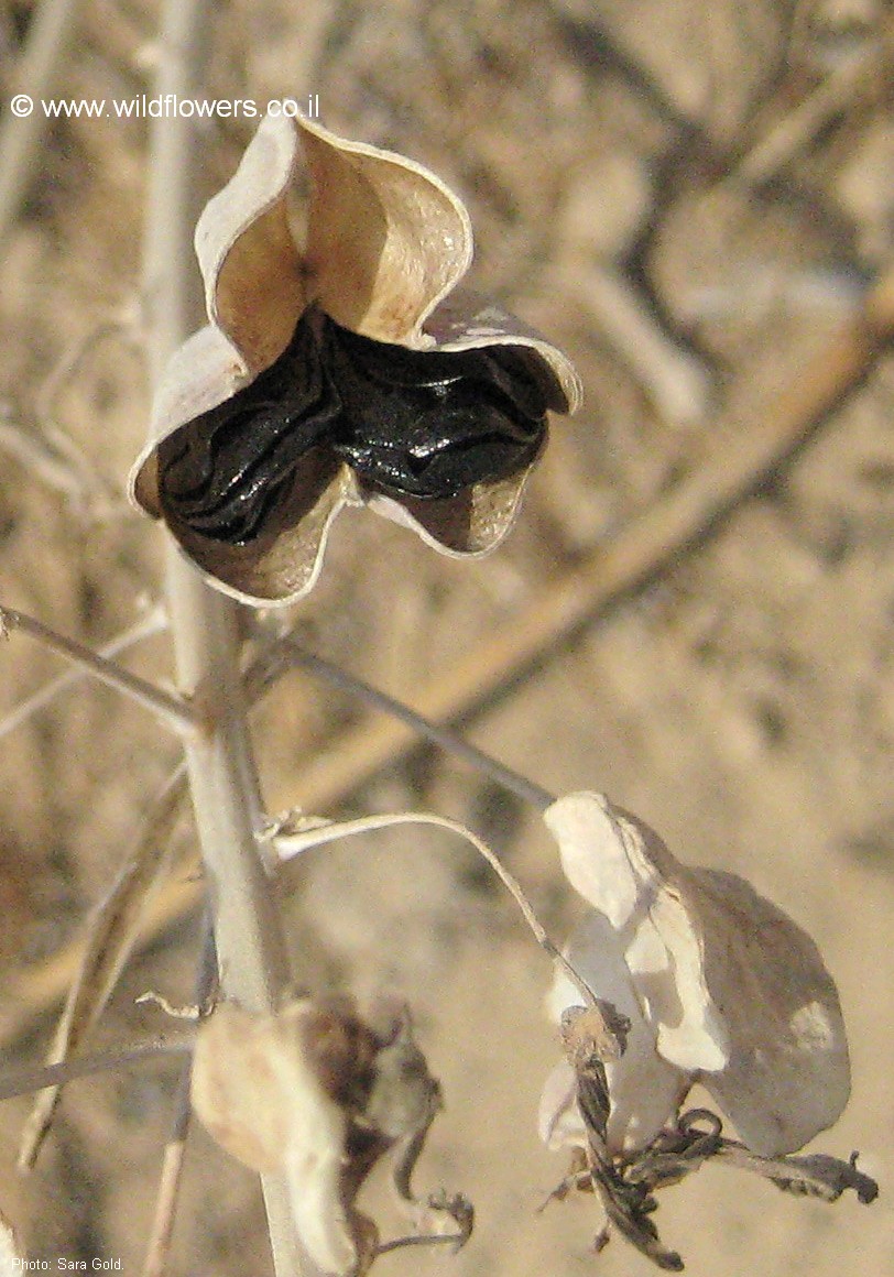 Drimia undulata